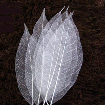 100 Tk Loomulik Magnolia Skelett Lehed Lehed Kaardi Scrapbooking DIY Käsitöö Kasutada Kaunistada Kaarte, Küünlaid Pakette