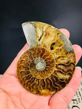 AAA+ Looduslik madagaskar kivistised sillerdav ammoniit kivid ja mineraalid näidis