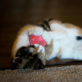 KIMI lemmikloomatarbed kass koera mänguasjad LED tuled, automaatne jooksva vilkuv pall, mänguasi, laadimine USB smart hüppas palli taga ajavad bal