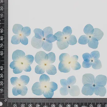Originaal Sinine Hydrangea Kuivatatud Vajutage Lille Foto Raami Kaunistamiseks Hulgi Tasuta Saadetise 120Pcs